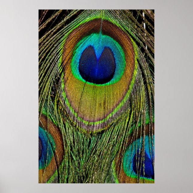 Póster Plumas de la cola del pavo real macho (Frente)