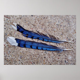 Póster plumas de pájaro de Jay azul