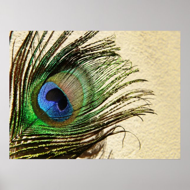 Póster Plumas de pavo real en cartel de pared (Frente)