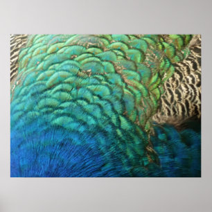 Póster Plumas de Pavo Real I Diseño Abstracto de Naturale