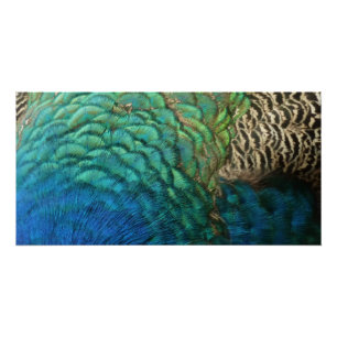 Póster Plumas de Pavo Real I Diseño de Naturaleza Abstrac