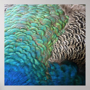 Póster Plumas de Pavo Real I Diseño de Naturaleza Abstrac