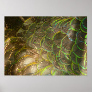 Póster Plumas de Pavo Real III (Hembra) Diseño Sutil de l