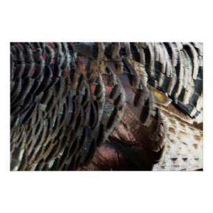 Póster Plumas de pavo silvestre I Diseño abstracto de la