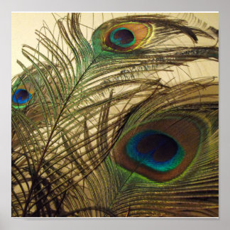 Póster plumas de pavos reales