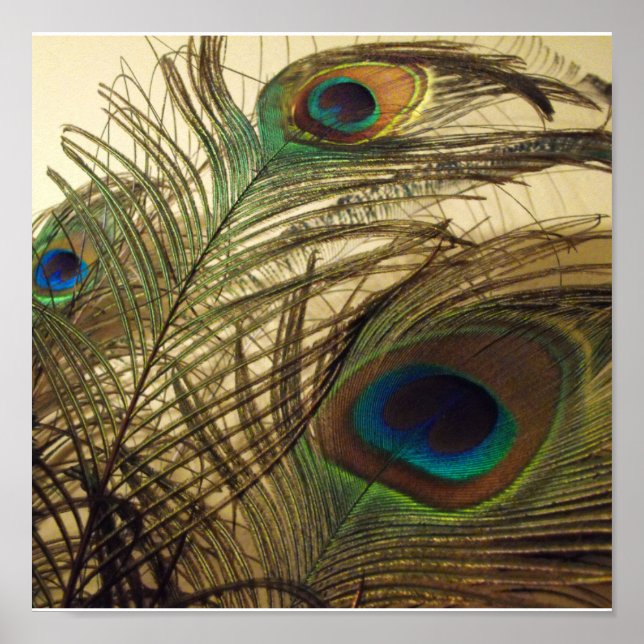 Póster plumas de pavos reales (Frente)