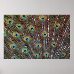 Póster Plumas del pavo real