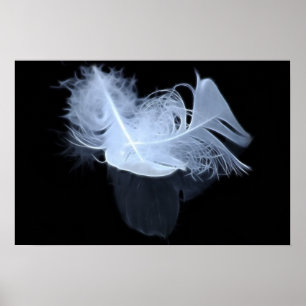 Póster Plumas gemelas y reflexión de la llama