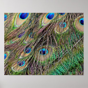 Póster Plumas hermosas del pavo real