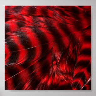 Póster Plumas rojas