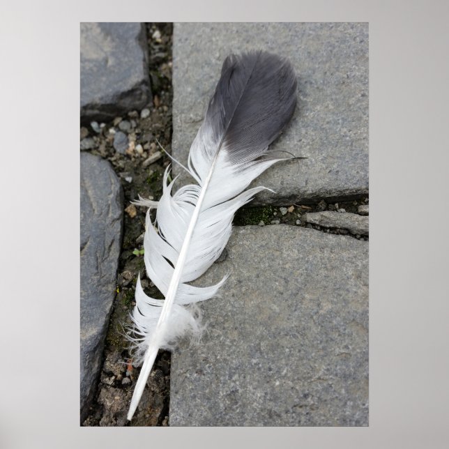 Póster plumas sobre el pavimento (Frente)