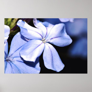 Póster Plumbago azul en lienzo
