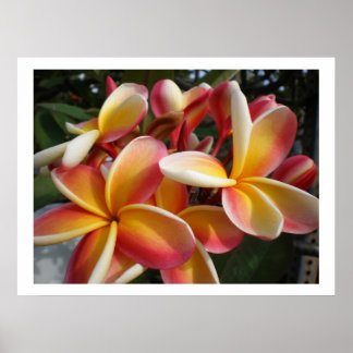 Póster plumeria