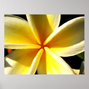 Póster Plumeria