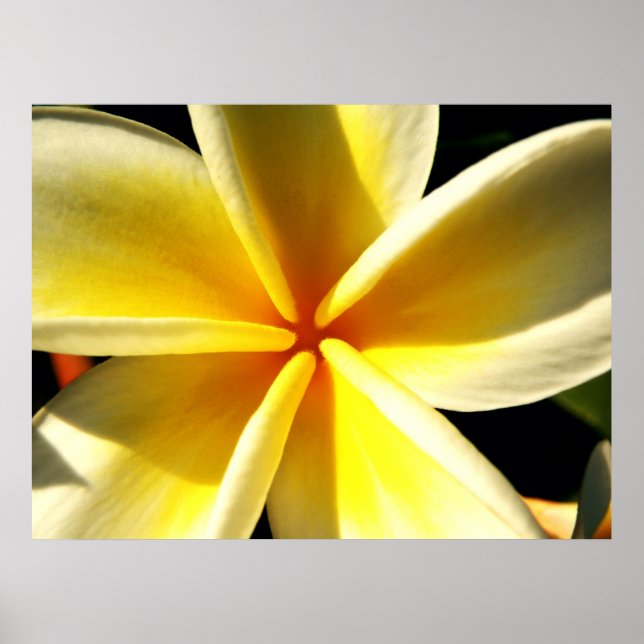 Póster Plumeria (Frente)