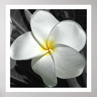 Póster Plumeria