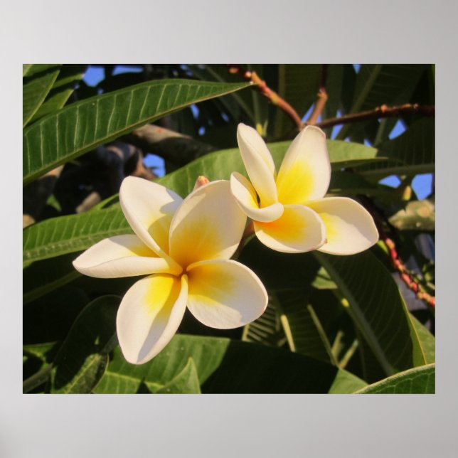 Póster Plumeria (Frente)
