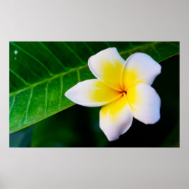 Póster plumeria