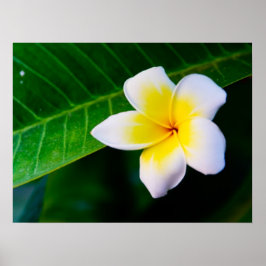 Póster plumeria