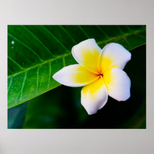 Póster plumeria