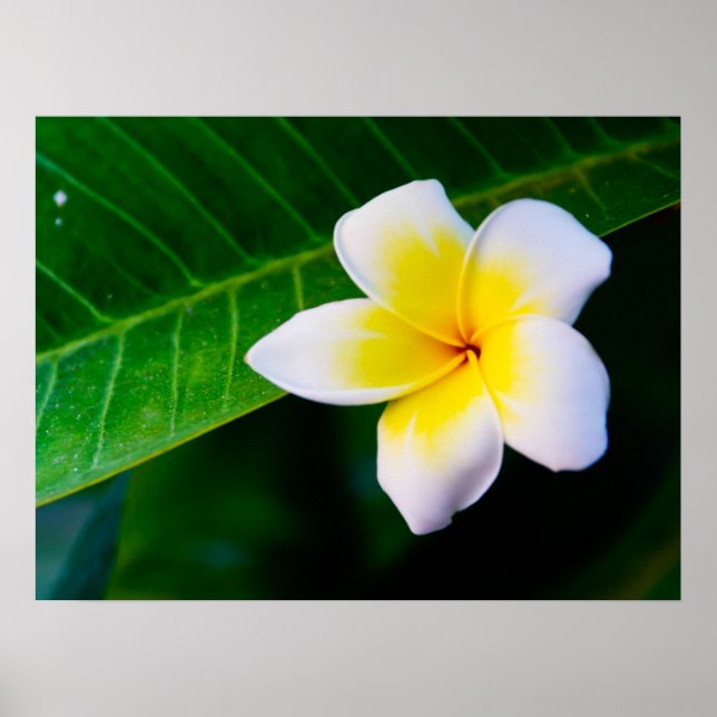 Póster plumeria (Frente)