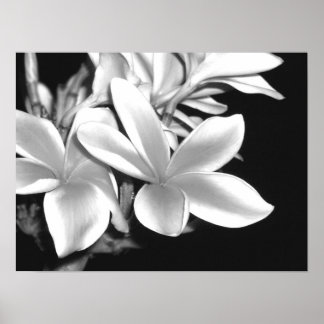 Póster Plumeria