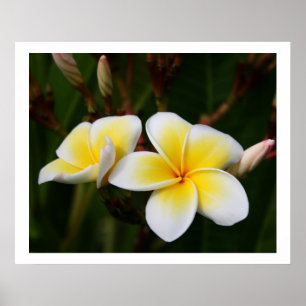 Póster Plumeria
