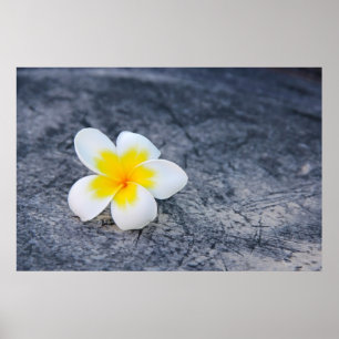 Póster Plumeria