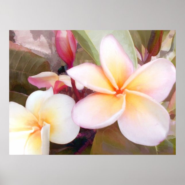 Póster Plumeria blanca (Frente)