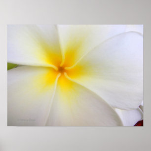 Póster Plumeria blanca