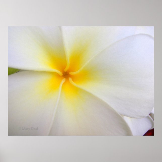 Póster Plumeria blanca (Frente)