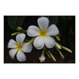 Póster Plumeria blanca y amarilla