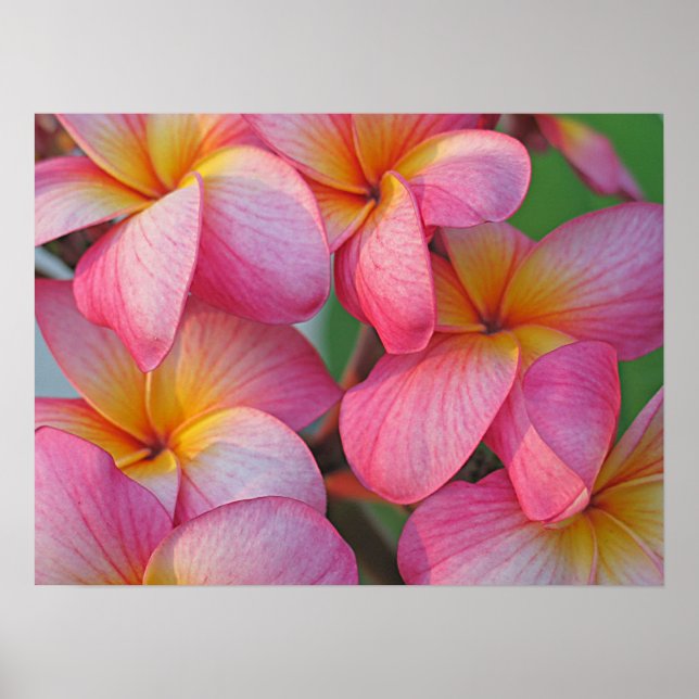 Póster Plumeria - Brillo rosa Hanna (Frente)