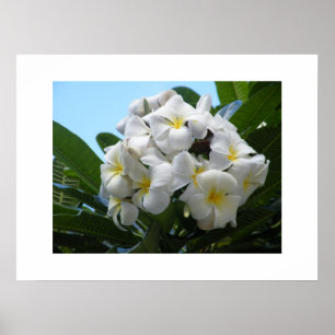 Póster Plumeria de Hawaii