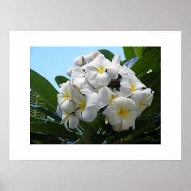 Póster Plumeria de Hawaii (Frente)