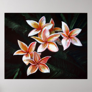 Póster Plumeria del moreno