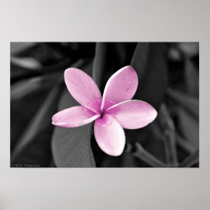 Póster Plumeria en flor