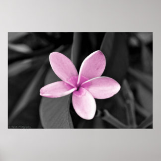 Póster Plumeria en flor
