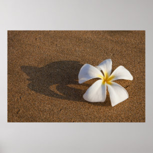 Póster Plumeria en playa de arena, Maui, Hawái, EE. UU.