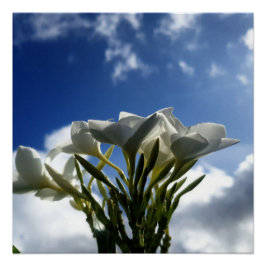 Póster Plumeria floreciente contra un cielo radiante