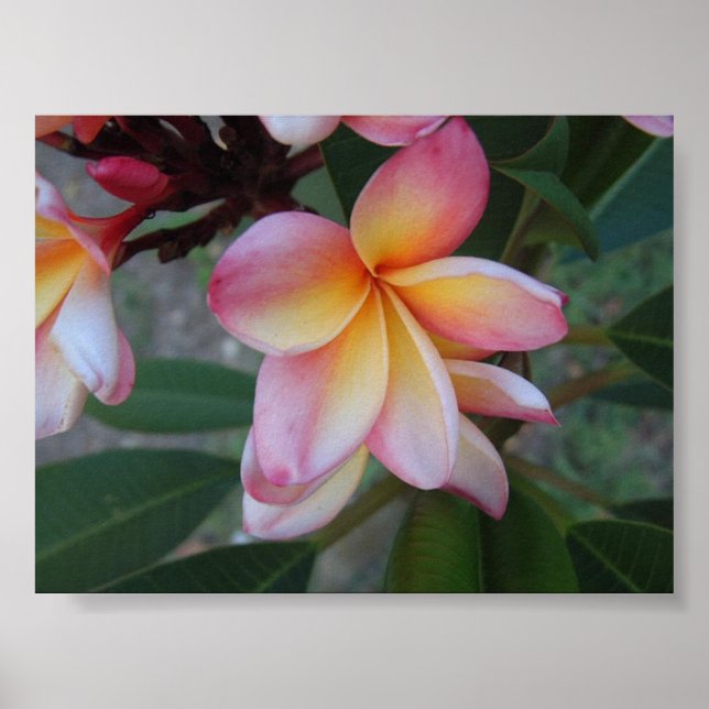 Póster Plumeria (Frangipani) (Frente)