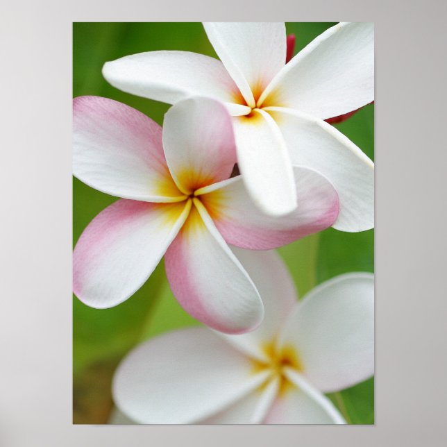 Póster Plumeria Frangipani Hawaii Flor en blanco personal (Frente)
