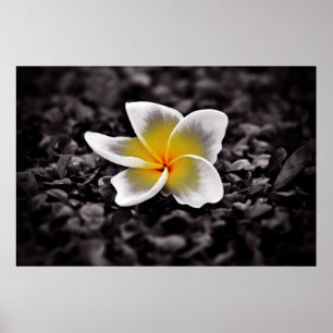 Póster Plumeria Frangipani Hawaii Flower