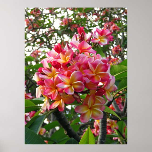 Póster Plumeria hawaiana (Frente)