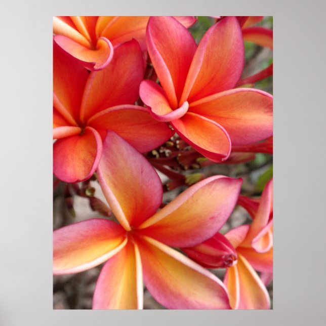 Póster Plumeria hawaiana (Frente)