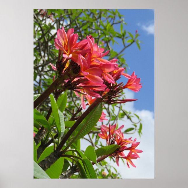 Póster Plumeria hawaiana (Frente)