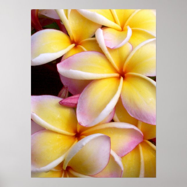 Póster Plumeria hawaiana (Frente)
