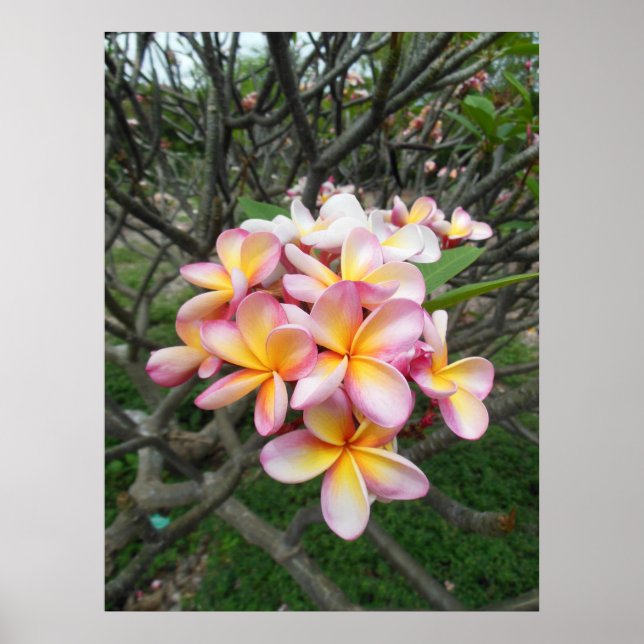 Póster Plumeria hawaiana (Frente)