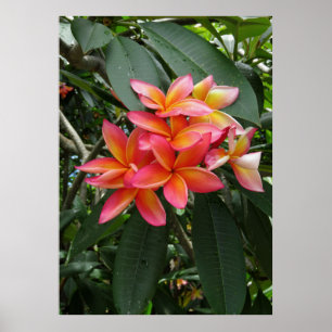 Póster Plumeria hawaiana