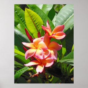Póster Plumeria hawaiana